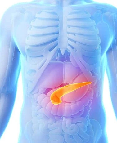 spleen