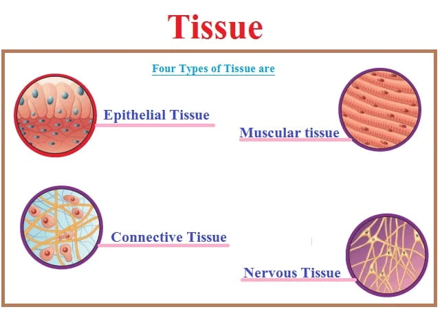 types of tissue